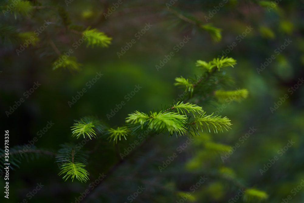 young needles of conifer in a coniferous forest