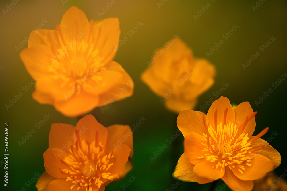 orange summer flowers in the field closeup orange summer flowers in the field closeup