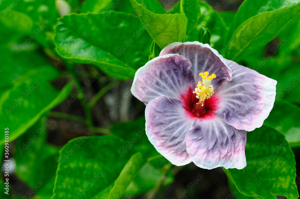 Fototapeta premium A Beautiful Colorful Hibiscus