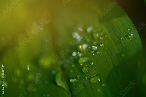 Beautiful background of green thickets. various dew-covered leaves