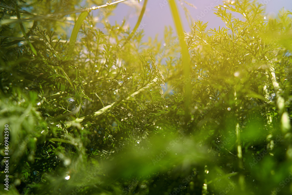 Fototapeta premium different plants against the sky. wildlife background concept
