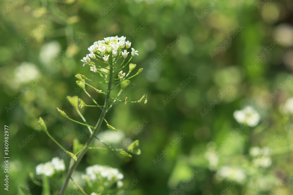 草 素材 草 素材