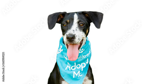 Fotografi Dog Adopt Isolated on White