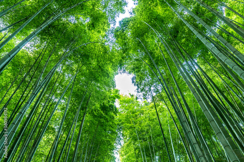 Bamboo forest at Arashiyama in Kyoto  Japan.