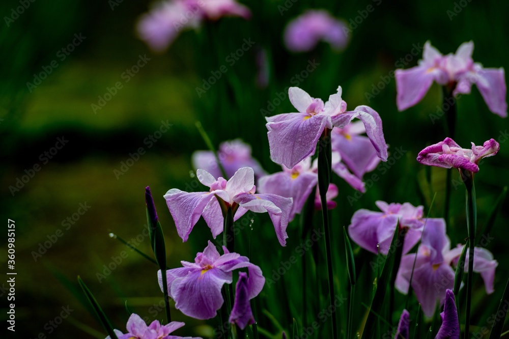 Fototapeta premium 神楽女湖のハナショウブ