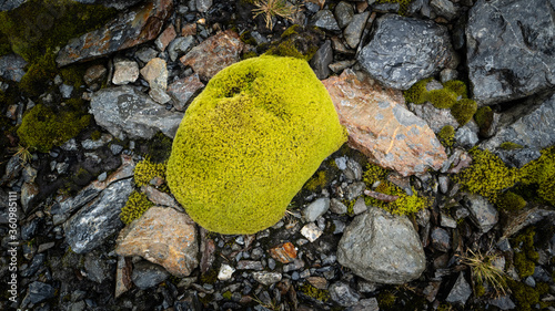 moss, King Haakon Bay, South Georgia photo