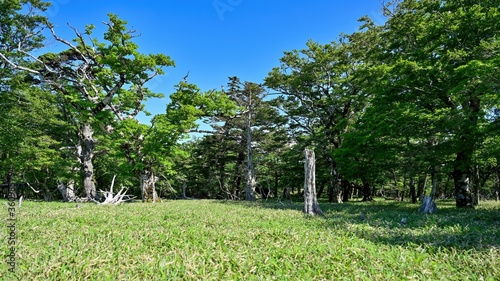 枯れ木と新緑のコラボが美しい牛石ヶ原の情景＠大台ヶ原山、奈良