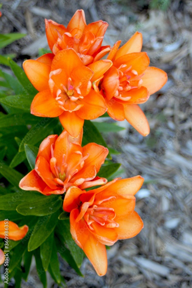 Peachy Lily Peachy Lily