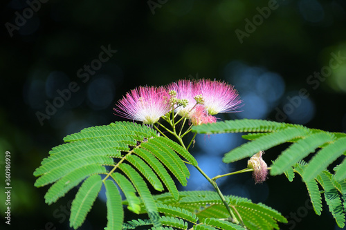 ネムノキの花のクローズアップ photo