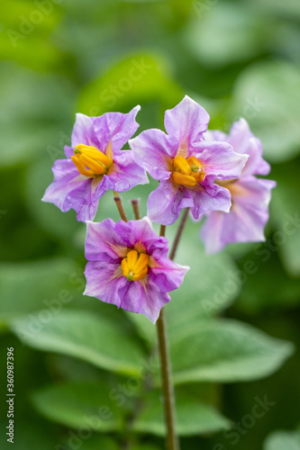 couple beautiful purple night shade flowers with yellow pollen blooming in the garden  