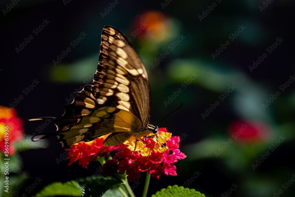closeup of a butterfly on yellow and red flowers closeup of a butterfly on yellow and red flowers