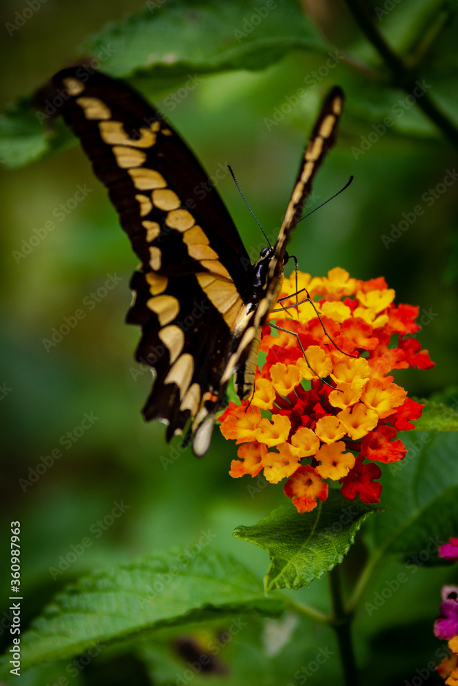 closeup of a butterfly on yellow and red flowers