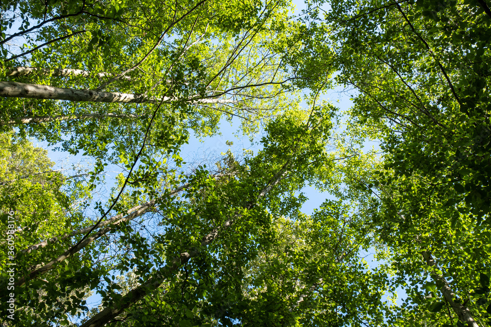 Fototapeta premium view of green foliage from the bottom of the tree on a sunny day under blue sky