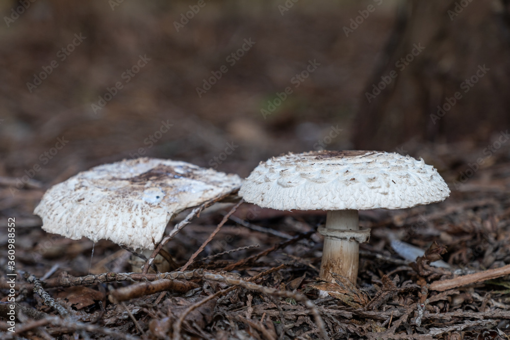 Fototapeta premium two big mushrooms with round caps grown on dry twigs filled ground in the park under the shade