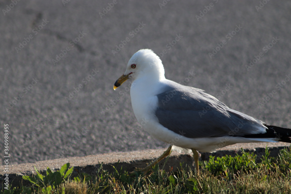 Obraz premium black headed gull