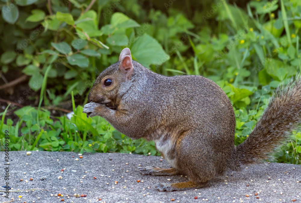 Fototapeta premium Squirrel Eating Food