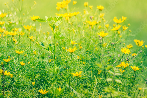Fototapeta Naklejka Na Ścianę i Meble -  Field of Yellow Flowers