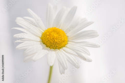 daisy white flower close-up
