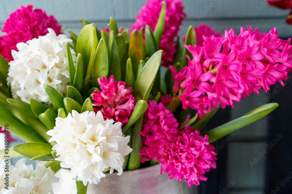 Cut stems of hyacinth in bloom Cut stems of hyacinth in bloom