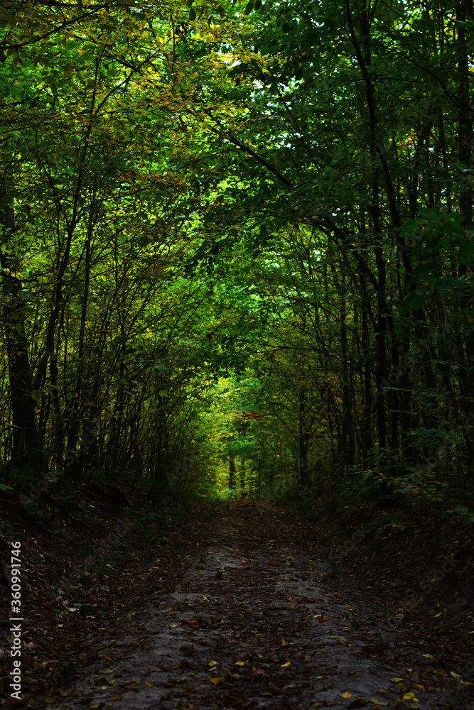 Fototapeta premium Path in the fall forest. Natural autumn background