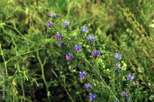 Purple flower growing on a wild grass field. Natural background