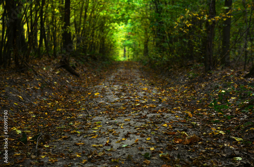 Path in the fall forest. Natural autumn background