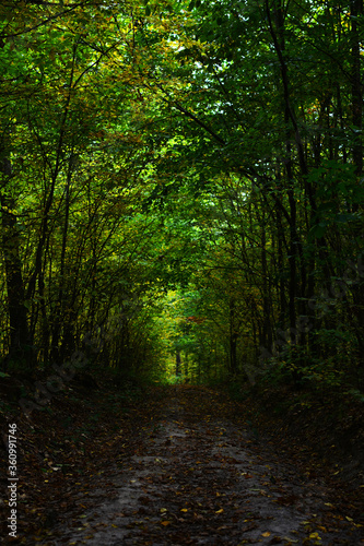 Path in the fall forest. Natural autumn background
