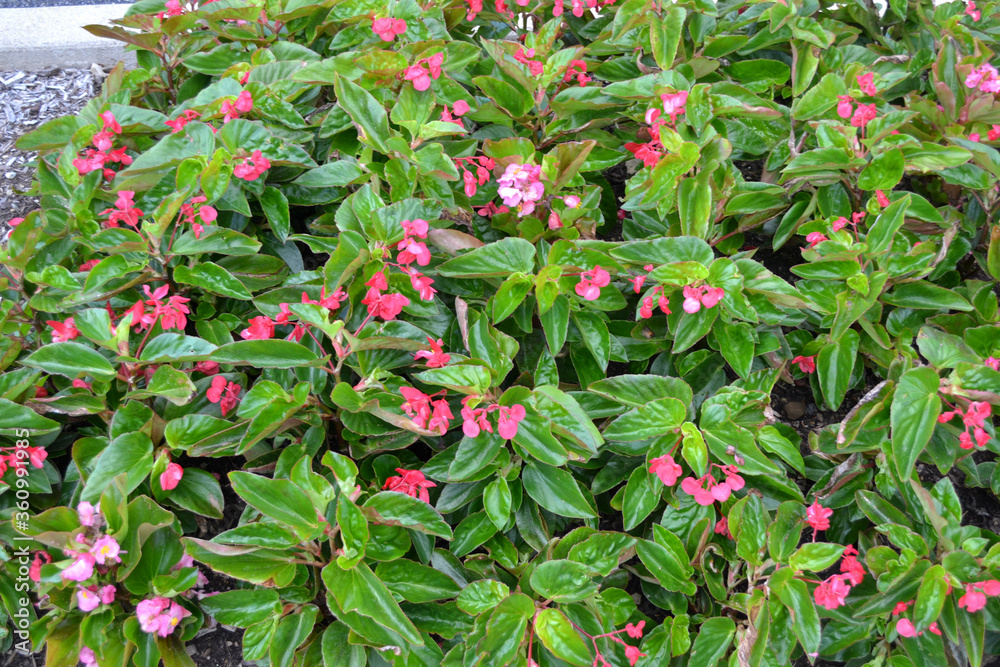 Pink Flowers and Green Leaves