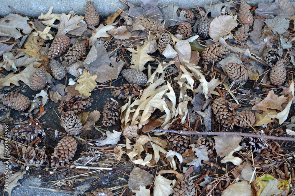 Collection of Pine Cones on the Ground Collection of Pine Cones on the Ground
