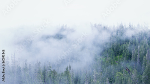 Misty forest alpine road at high elevation