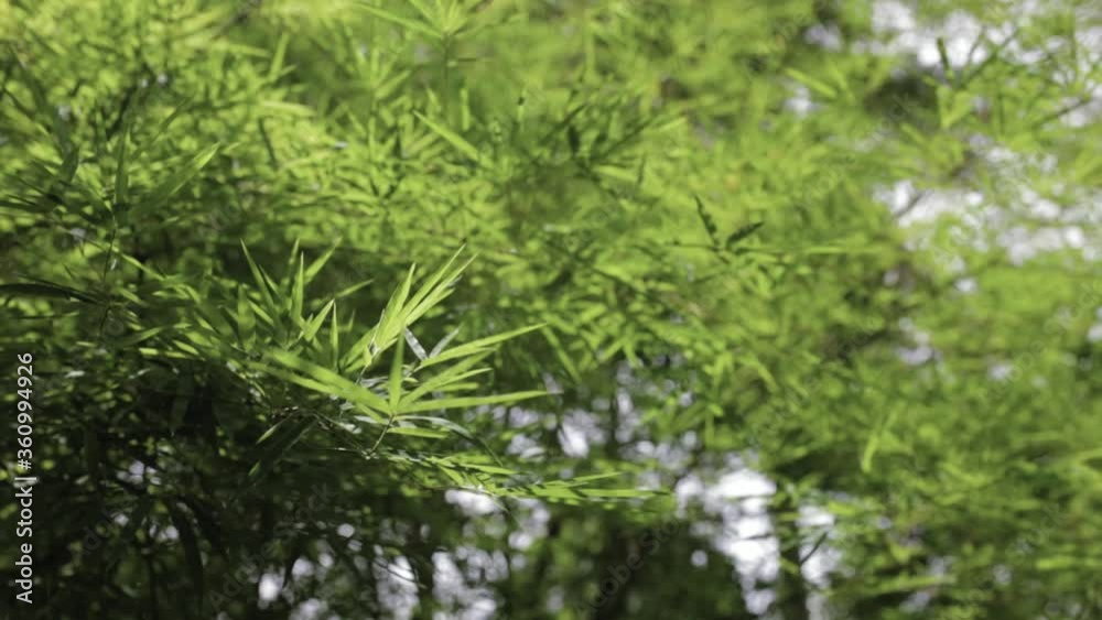 bamboo leaves in the garden. organic fence. bamboo leaves in the garden. organic fence.