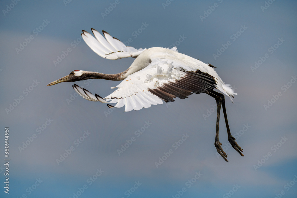 Obraz premium Red - crowned crane in Zhalong Nature Reserve Qiqihar city Heilongjiang province, China.