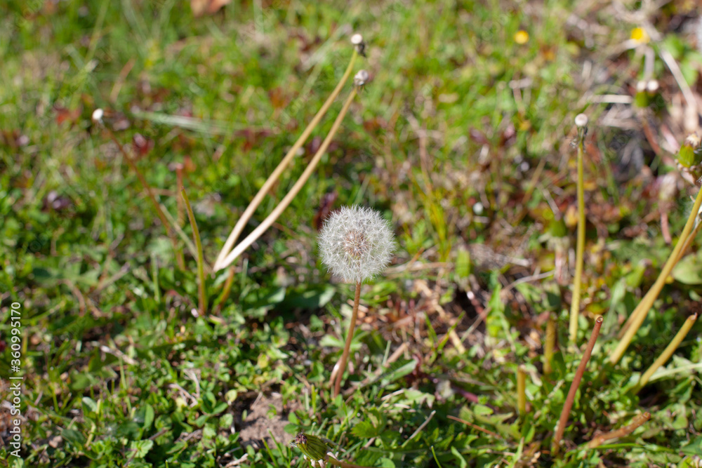 White Dandelion Plant close up White Dandelion Plant close up