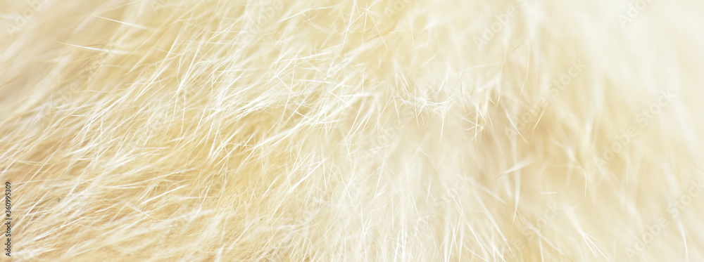 Fototapeta premium cat fur texture. HD Image and Large Resolution. can be used as background and wallpaper. web banners consepts.
