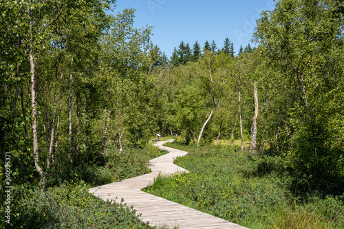 Wooden path trail at the peat bog Bøllemosen surrounded by birch trees, blueberries and other unique plant life - Jægerborg Hegn, Skodsborg, Denmark photo