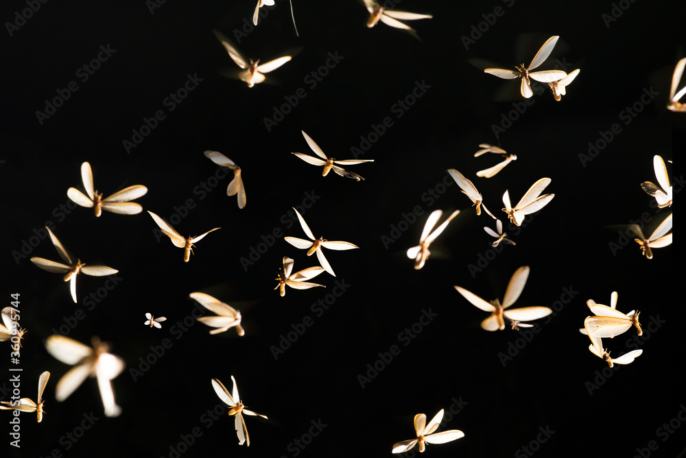 Mayfly flying lights playing night time Mayfly flying lights playing night time