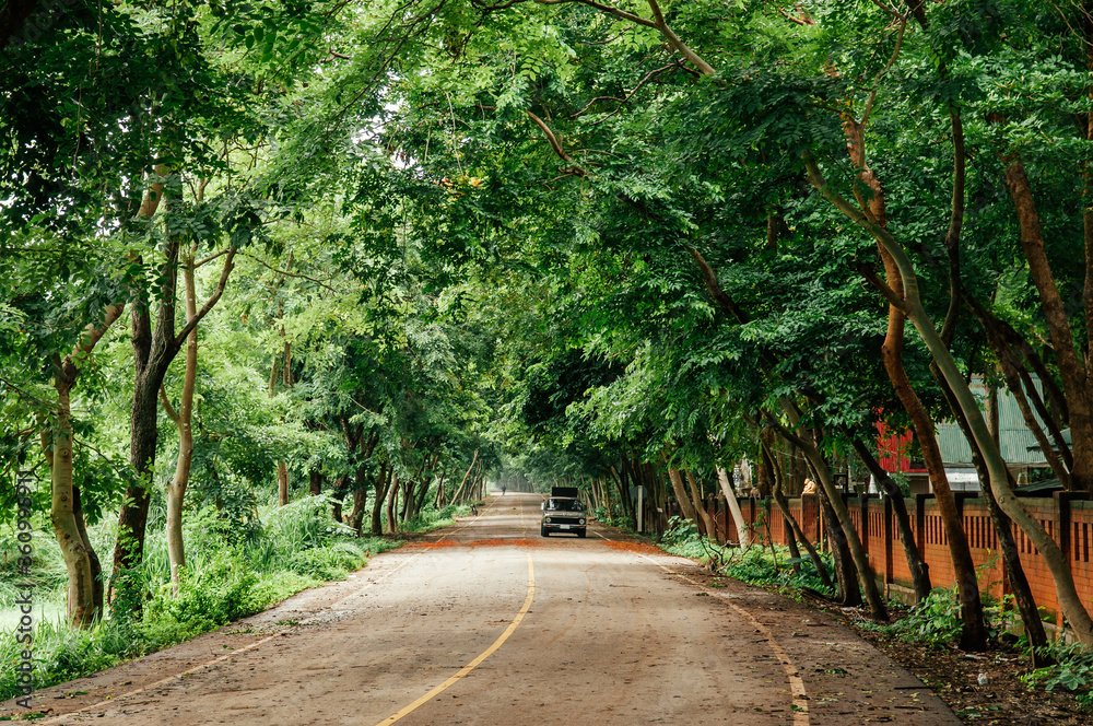 Lush green tree tunnel and peaceful street with one car
