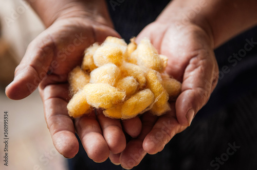 Quadro su tela Yellow silk cocoons in woman hand