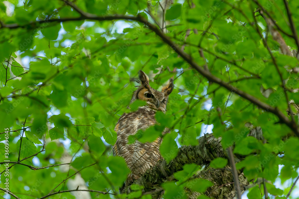 Great horned owl, female hidden in the branches of a tree Great horned owl, female hidden in the branches of a tree