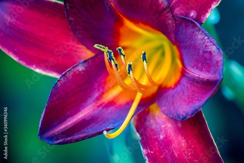 Selective focus shot of the petals of a stargazer lily flower