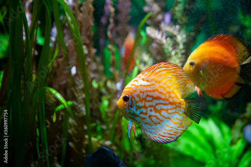 Discus fish. Beautiful multi-colored fish swim in an aquarium, orange and green tones.