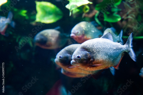 Group of red-bellied piranhas are swimming, bright, stock photo fish in natural conditions