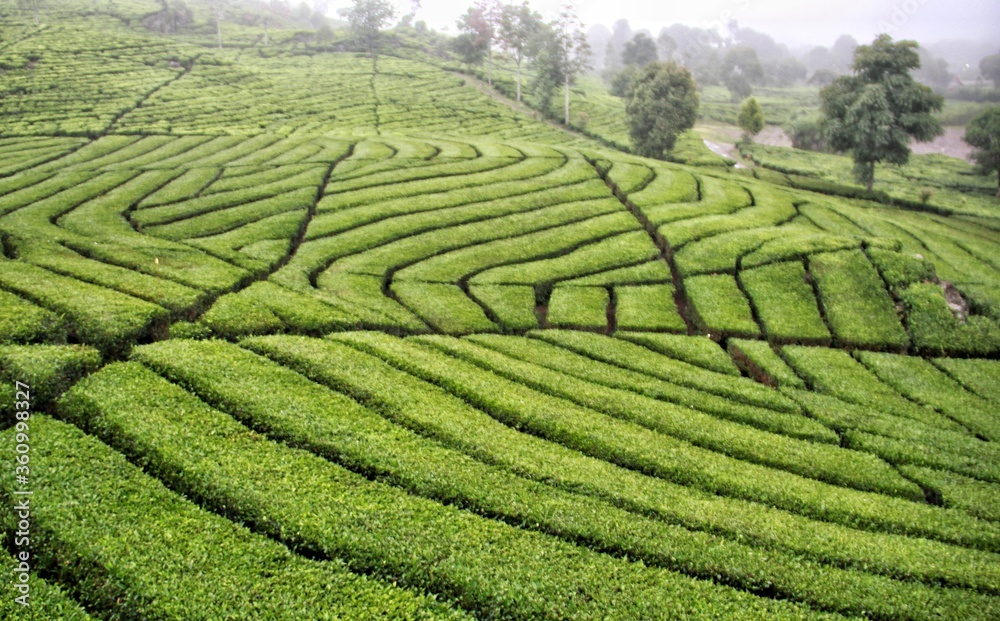 tea plantation in Bandung, West Java, Indonesia