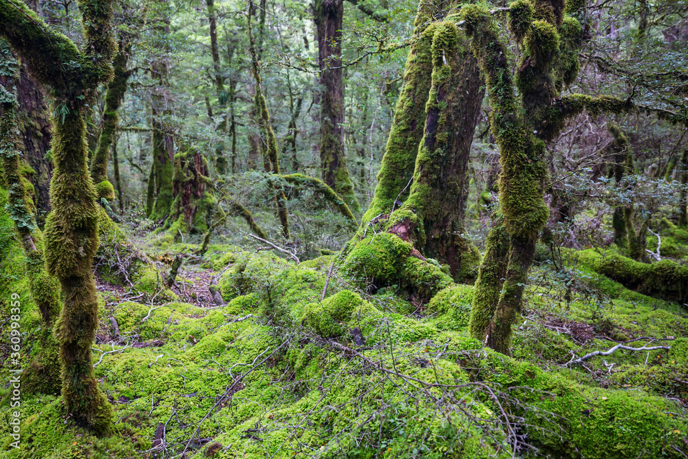 Fototapeta premium New Zealand forest