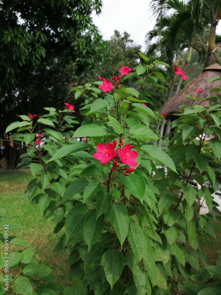 red rose bush