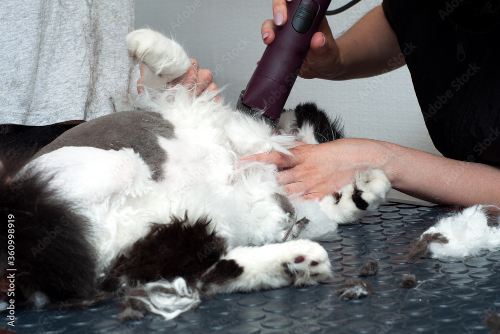 Groomer cut cat hair in the salon. Pet care at a pet store uses a trimmer to cut cat hair.