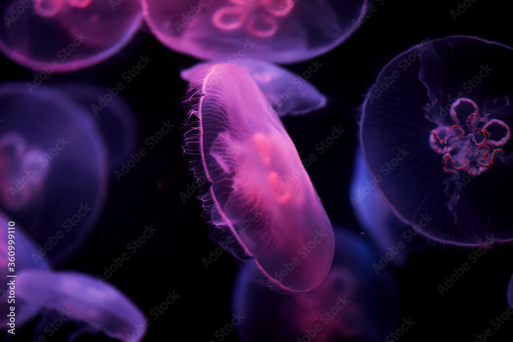 Obraz premium Jellyfish in neon light at an aquarium