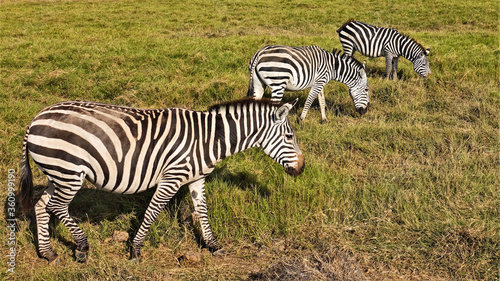 Three beautiful zebras graze in the savannah. Close-up. Black and white striped pattern  mane  tail  hooves  eyes are clearly visible. Background is yellowed grass. Kenya  Masai Mara.