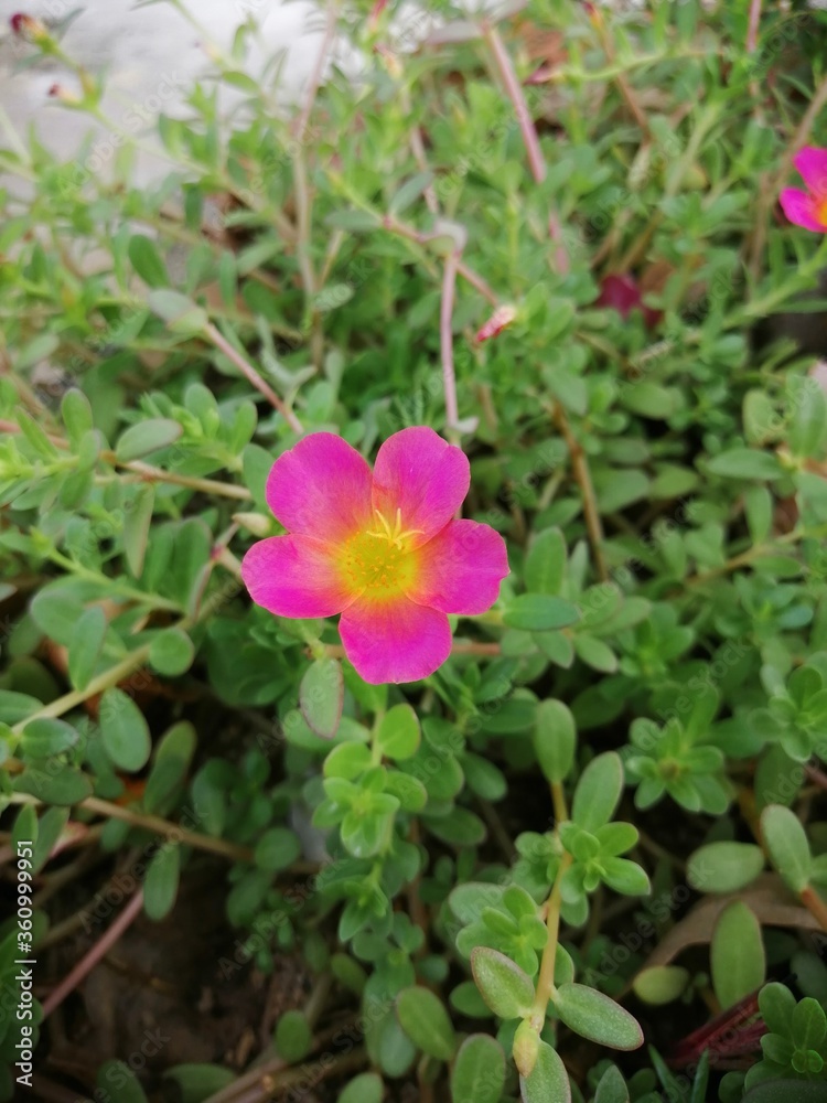 pink and yellow flower pink and yellow flower