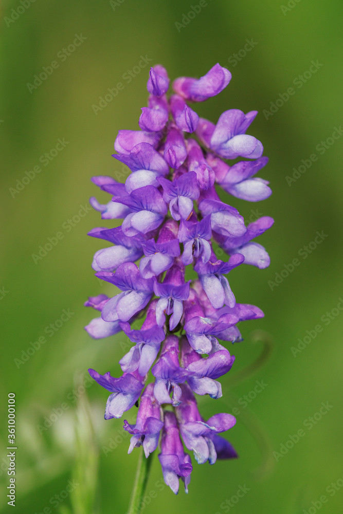 Purple pea flowers close-up in the field on a warm sunny day. Beautiful photos of Russian nature. Purple pea flowers close-up in the field on a warm sunny day. Beautiful photos of Russian nature.